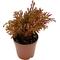 Show in main carousel: ReptiFauna Assorted Moss Tropical Plant, 2-in Pot, 3 count slide 9 of 10