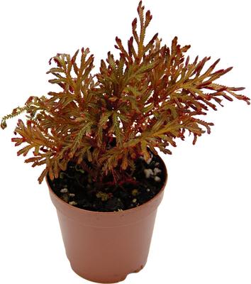 Show full view: ReptiFauna Assorted Moss Tropical Plant, 2-in Pot, 3 count slide 9 of 10