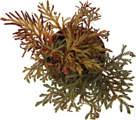 Show full view: ReptiFauna Assorted Moss Tropical Plant, 2-in Pot, 3 count slide 8 of 10