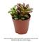 Show in main carousel: ReptiFauna Assorted Sedum Desert Plant, 2-in Pot, 3 count slide 2 of 10