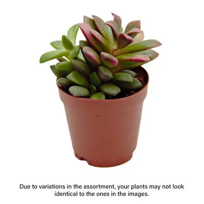 Show full view: ReptiFauna Assorted Sedum Desert Plant, 2-in Pot, 3 count slide 2 of 10