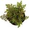 Show in main carousel: ReptiFauna Assorted Moss Tropical Plant, 2-in Pot, 3 count slide 7 of 10