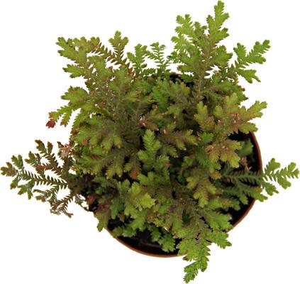 Show full view: ReptiFauna Assorted Moss Tropical Plant, 2-in Pot, 3 count slide 7 of 10