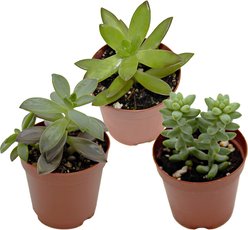 ReptiFauna Assorted Sedum Desert Plant, 2-in Pot, 3 count