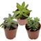 Show in main carousel: ReptiFauna Assorted Sedum Desert Plant, 2-in Pot, 3 count slide 1 of 10