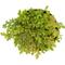 Show in main carousel: ReptiFauna Assorted Moss Tropical Plant, 2-in Pot, 3 count slide 6 of 10