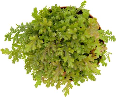 Show full view: ReptiFauna Assorted Moss Tropical Plant, 2-in Pot, 3 count slide 6 of 10