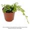 Show in main carousel: ReptiFauna Assorted Moss Tropical Plant, 2-in Pot, 3 count slide 2 of 10