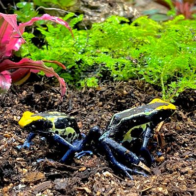 Show full view: ReptiFauna Assorted Moss Tropical Plant, 2-in Pot, 3 count slide 3 of 10