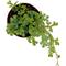 Show in main carousel: ReptiFauna Assorted Moss Tropical Plant, 2-in Pot, 3 count slide 4 of 10