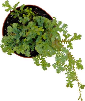 Show full view: ReptiFauna Assorted Moss Tropical Plant, 2-in Pot, 3 count slide 4 of 10