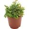 Show in main carousel: ReptiFauna Assorted Moss Tropical Plant, 2-in Pot, 3 count slide 5 of 10