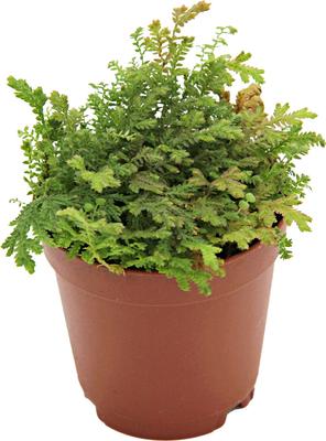 Show full view: ReptiFauna Assorted Moss Tropical Plant, 2-in Pot, 3 count slide 5 of 10