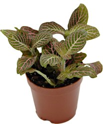 ReptiFauna Pink Fittonia Tropical Plant, 2-in Pot, 3 count slide 2 of 6