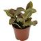 Show in main carousel: ReptiFauna Pink Fittonia Tropical Plant, 2-in Pot, 3 count slide 5 of 7