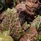 Show in main carousel: ReptiFauna Pink Fittonia Tropical Plant, 2-in Pot, 3 count slide 4 of 7
