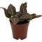 Show in main carousel: ReptiFauna Pink Fittonia Tropical Plant, 2-in Pot, 3 count slide 6 of 7