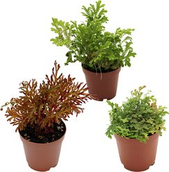 ReptiFauna Assorted Moss Tropical Plant, 2-in Pot, 3 count