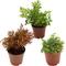 Show in main carousel: ReptiFauna Assorted Moss Tropical Plant, 2-in Pot, 3 count slide 1 of 10