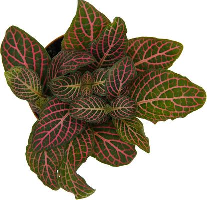 Show full view: ReptiFauna Pink Fittonia Tropical Plant, 2-in Pot, 3 count slide 3 of 7