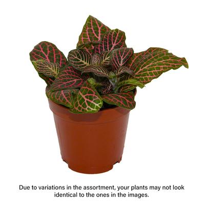 Show full view: ReptiFauna Pink Fittonia Tropical Plant, 2-in Pot, 3 count slide 2 of 7