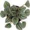 Show in main carousel: ReptiFauna Assorted Peperomia Tropical Plant, 2-in Pot, 3 count slide 6 of 9