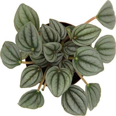 Show full view: ReptiFauna Assorted Peperomia Tropical Plant, 2-in Pot, 3 count slide 6 of 9
