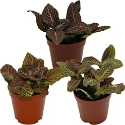 ReptiFauna Pink Fittonia Tropical Plant, 2-in Pot, 3 count