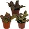 Show in main carousel: ReptiFauna Pink Fittonia Tropical Plant, 2-in Pot, 3 count slide 1 of 7