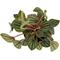 Show in main carousel: ReptiFauna Assorted Peperomia Tropical Plant, 2-in Pot, 3 count slide 4 of 9