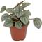 Show in main carousel: ReptiFauna Assorted Peperomia Tropical Plant, 2-in Pot, 3 count slide 5 of 9