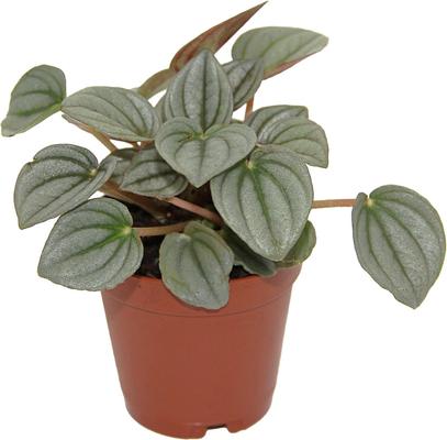 Show full view: ReptiFauna Assorted Peperomia Tropical Plant, 2-in Pot, 3 count slide 5 of 9