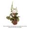Show in main carousel: ReptiFauna Assorted Peperomia Tropical Plant, 2-in Pot, 3 count slide 2 of 9