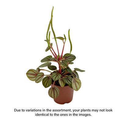 Show full view: ReptiFauna Assorted Peperomia Tropical Plant, 2-in Pot, 3 count slide 2 of 9
