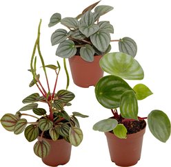 ReptiFauna Assorted Peperomia Tropical Plant, 2-in Pot, 3 count