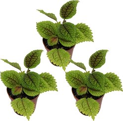 ReptiFauna Pilea Moon Valley Tropical Plant, 2-in Pot, 3 count