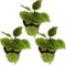 Show in main carousel: ReptiFauna Pilea Moon Valley Tropical Plant, 2-in Pot, 3 count slide 1 of 7