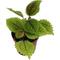 Show in main carousel: ReptiFauna Pilea Moon Valley Tropical Plant, 2-in Pot, 3 count slide 3 of 7