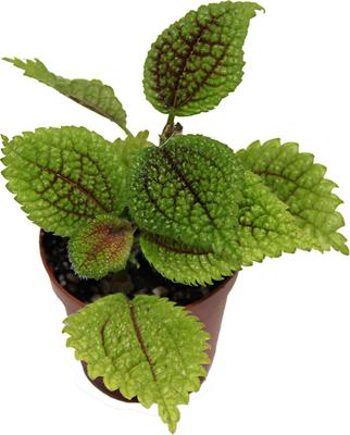 Show full view: ReptiFauna Pilea Moon Valley Tropical Plant, 2-in Pot, 3 count slide 3 of 7