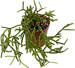 ReptiFauna Assorted Rhipsalis Desert Plant, 2-in Pot, 3 count slide 2 of 9