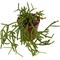 Show in main carousel: ReptiFauna Assorted Rhipsalis Desert Plant, 2-in Pot, 3 count slide 9 of 9