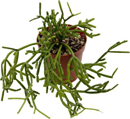 Show full view: ReptiFauna Assorted Rhipsalis Desert Plant, 2-in Pot, 3 count slide 9 of 9