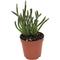Show in main carousel: ReptiFauna Assorted Rhipsalis Desert Plant, 2-in Pot, 3 count slide 7 of 9