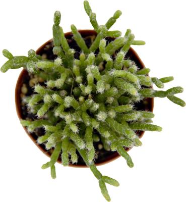 Show full view: ReptiFauna Assorted Rhipsalis Desert Plant, 2-in Pot, 3 count slide 4 of 9