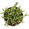 Show in main carousel: ReptiFauna Assorted Rhipsalis Desert Plant, 2-in Pot, 3 count slide 6 of 9
