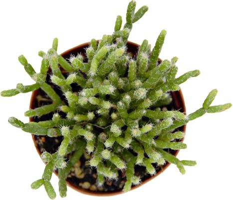 Show full view: ReptiFauna Assorted Rhipsalis Desert Plant, 2-in Pot, 3 count slide 6 of 9