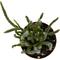 Show in main carousel: ReptiFauna Assorted Rhipsalis Desert Plant, 2-in Pot, 3 count slide 8 of 9