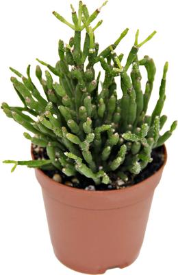 Show full view: ReptiFauna Assorted Rhipsalis Desert Plant, 2-in Pot, 3 count slide 5 of 9