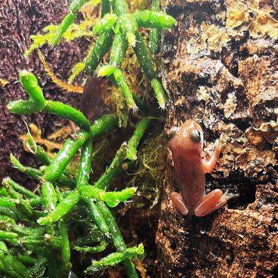 Show full view: ReptiFauna Assorted Rhipsalis Desert Plant, 2-in Pot, 3 count slide 3 of 9