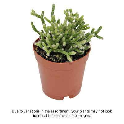 Show full view: ReptiFauna Assorted Rhipsalis Desert Plant, 2-in Pot, 3 count slide 2 of 9